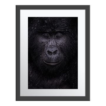 Reflection Wall Print in a dark grey frame and white border. The black face of the mountain gorilla fills the frame. Her eyes are closed and water droplets hang on her fur, cheeks, nose and mouth.