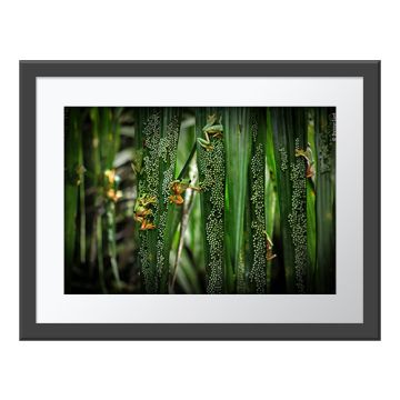  Treefrog Pool Party Wall Print in a dark grey frame and white border. Green gliding treefrogs hold onto vertical palm fronds covered in eggs. The underside of the frogs' legs is orange.