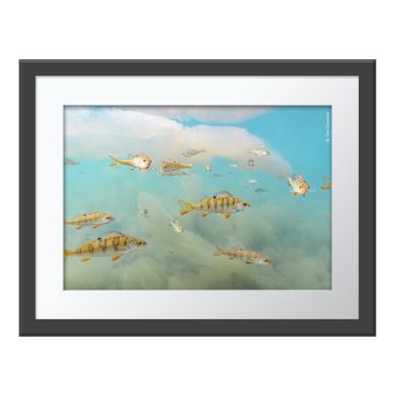 Underwater Wonderland Wall Print in a dark grey frame and white border. A school of orange-finned perch fish swim in blue water through clouds of pink-tinged algae.
