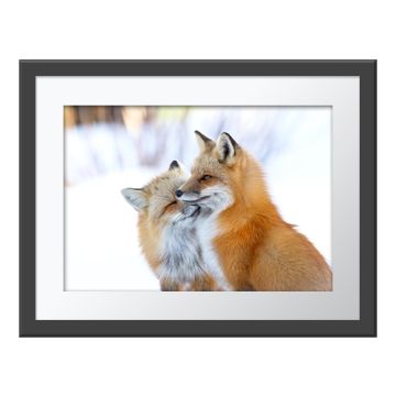 Fox Affection Wall Print in a dark grey frame and white border. Two red foxes sit nuzzling each other against a blurred, white background.