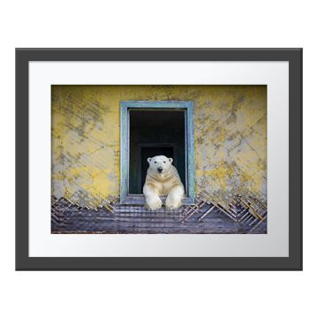 Polar Frame Wall Print in a dark grey frame and white border. The white polar bear leans out on a glass-less window frame from inside an abandoned building. Its front paws hang over the ledge and it faces the camera.