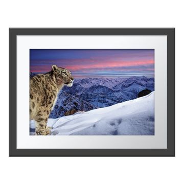 World of the Snow Leopard Wall Print in a dark grey frame and white border. On the left, a snow leopard stands on snow, looking out across snowy, jagged mountain peaks. The sky is pink and blue.