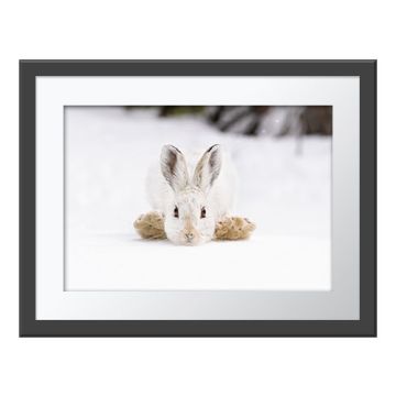 Snowshoes Wall Print in a dark grey frame and white border. The snowshoe hare's head rests parallel between its fur‑covered back feet as it faces the camera. It is surrounded by snow.