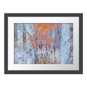 Autumn Glow Wall Print in a dark grey frame and white border. Bulrushes are framed by the branches, orange leaves and silvery tree trunks of quaking aspens.