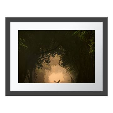 In the Spotlight Wall Print in a dark grey frame with a white border. The print is of two peahens silhouetted in the early morning light as the surrounding forest makes them appear at the end of a tunnel.