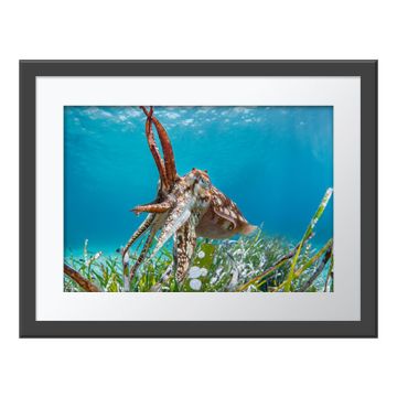 A framed version of the Clever Cuttlefish Wall Print.