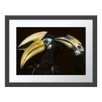 Preening Hornbills Wall Print in a dark grey frame with a white border. The print is of two black-feathered hornbills cleaning each other’s feathers with their large, yellowy gold beaks.