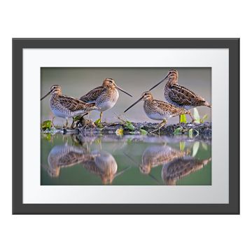 A framed version of the Snipe Sentries Wall Print.