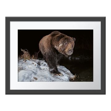 Late Night Fishing Wall Print in a dark grey frame with a white border. The print is of a bear walking along the snowy water's edge and looking at the camera. 