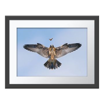 Practice Makes Perfect Wall Print in a dark grey frame with a white border. The print is a mid-air shot of a peregrine falcon swooping towards a butterfly.
