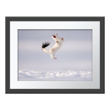Twist and Jump Wall Print in a dark grey frame with a white border. The print is of a white stoat jumping mid-air above the snow, arching its body towards its black-fur-tipped tail.