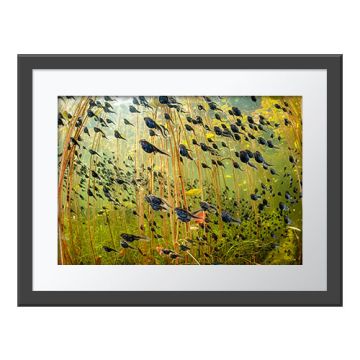 A framed version of the Swarm of Life Wall Print.