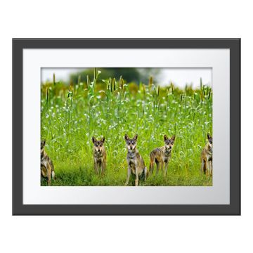 A framed version of the Wolf Pack Wall Print.