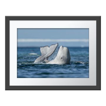 A framed version of A Good Scratch Wall Print.
