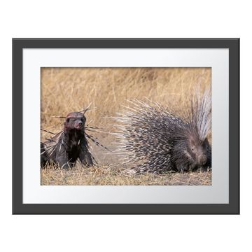A framed version of the Spiked Wall Print.