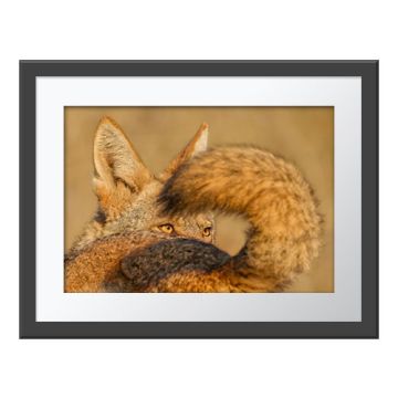 A Tale of Two Coyotes Wall Print in a grey frame. As one coyote turns to look right, its eyes are framed by the back and curved tail of another, making it appear like a single coyote. 