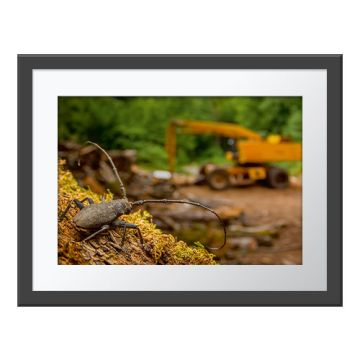 After the Destruction Wall Print in a grey frame. A longhorn beetle stands on a cut tree trunk looking at an abandoned logging machine.