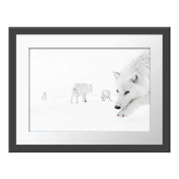 Inside the Pack Wall Print in a grey frame. The shot is taken from ground level among five Arctic wolves, two of which look at the camera. Their black eyes and nose contrast with their white fur and snowy surroundings.