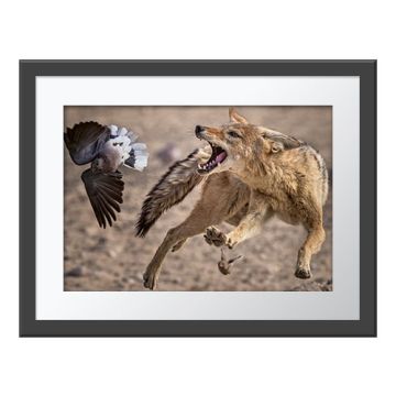 A Narrow Escape Wall Print in a grey frame. A black-backed jackal jumps and twists to snatch at a Cape turtle dove, which turns to avoid the jaws. 