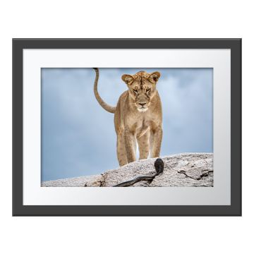 Wake-up Call Wall Print in a grey frame. A lion stands on top of a rock staring down at a cobra sliding up towards it. The lion’s tail curves up against the sky, mirrored by the body of the snake curving away on the rock.