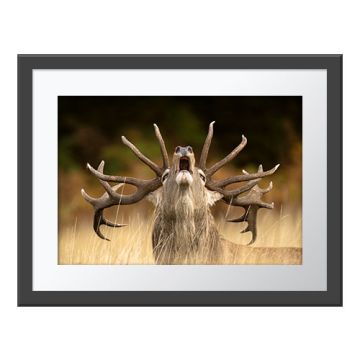 Rutting Call Wall Print in a grey frame. A stag stands in long grass with its nose turned skywards so its antlers form a fan-shape around its head.