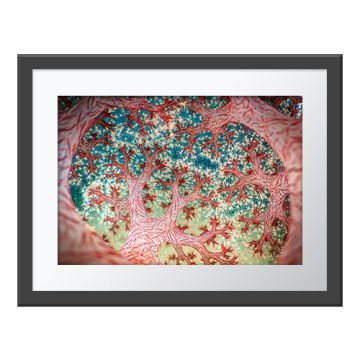 Fractal Forest Wall Print in a grey frame. Although the image is of coral, the scene is as if the viewer is looking upwards through tree branches to a leaf canopy covered in stars.