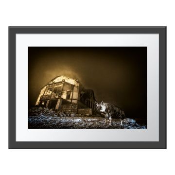 Ghost Town Visitor Wall Print in a grey frame. A brown hyena stares down at the camera as it stands next to an abandoned building against a misty, dark sky.