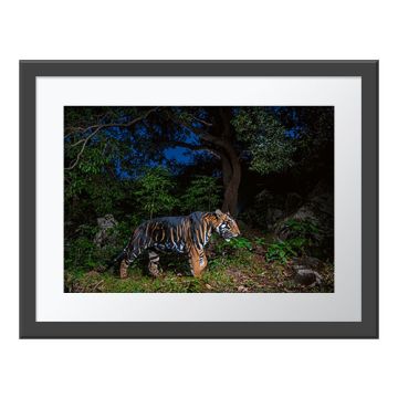 Dark Knight Wall Print in a grey frame. A tiger with thicker-looking black stripes walks in a forest against a dark sky.