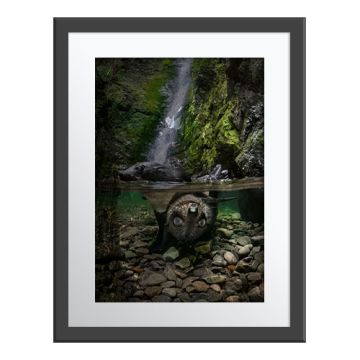 Pool Party Wall Print in a grey frame. Seal pups in a pool below a waterfall. One is above the surface, the other is below it, upside down, almost belly to belly and facing the camera with its big eyes.