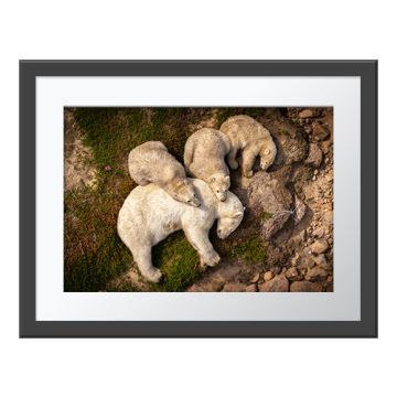 Family Rest Wall Print in a grey frame. An overhead shot of a mother polar bear lying on her side next to her three cubs, two of them rest their heads on her back.