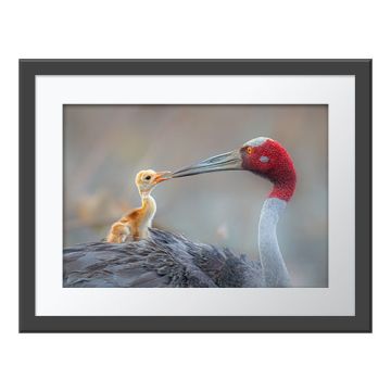 Beak-to-Beak Wall Print in a grey frame. A sarus crane, with its distinctive red head, turns to touch its long beak to that of its gold-feathered chick, which sits on its parent’s feathery back.