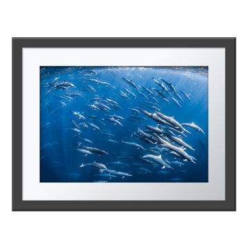 Swirling Superpod Wall Print in a grey frame. A mass of dolphins swim in the same direction in the blue water, just below the surface. Shafts of sunlight streak into the water.