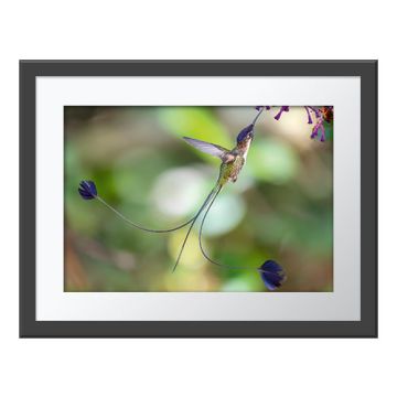 Marvellous Spatuletail Wall Print in a grey frame. The hummingbird hovers below purple flowers to feed. Its long tail feathers, which end in a fan-shape of purple feathers, scoop outwards in opposite directions. 