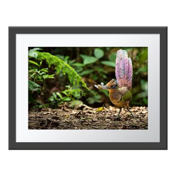 A Fleeting Moment Wall Print in a grey frame. The bird stands on the forest floor with its iridescent tail upright and a cicada in its beak.