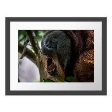 A framed version of the print, which is a close-up of the face of a male orangutan in a tree yawning, with his eyes shut and large fangs on show.