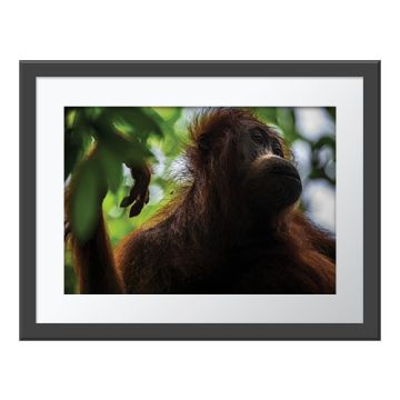  A framed version of the print. A female orangutan in the tree canopy turns her face to her left and holds up her right arm up with her palm relaxed.