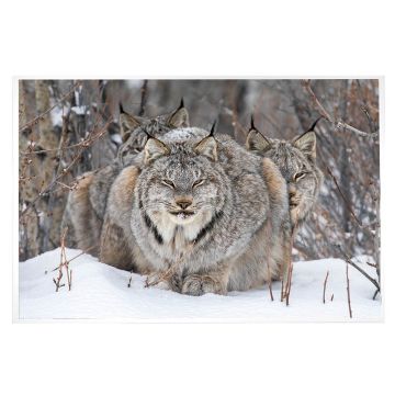 The landscape colour photograph is of three lynxes huddled on the snow, facing the camera. One is at the front, while the other two are behind, with their faces half obscured.