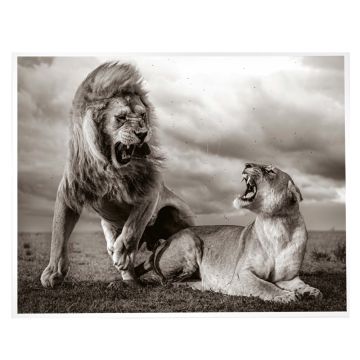 The print is a black and white image of two lions roaring at each other on the Namiri Plains of Tanzania’s Serengeti National Park as storm clouds gather overhead.