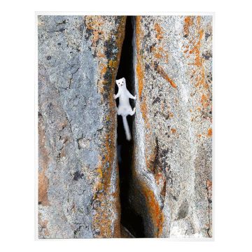 The print is a portrait-orientated, colour image of an ermine straddled across a crevice as it chases prey between rocks.