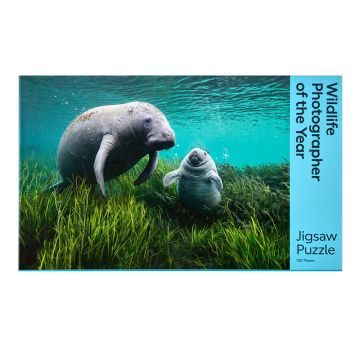 The front cover of the jigsaw box is an underwater photo of a young manatee and its mother adrift among the eelgrass of Crystal River in Florida.