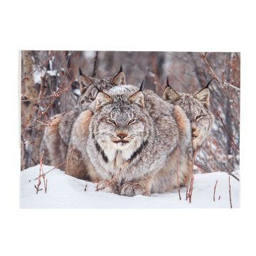The card's image is a colour photograph of three lynxes huddled on the snow, facing the camera. One is at the front, while the other two are behind, with their faces half obscured.