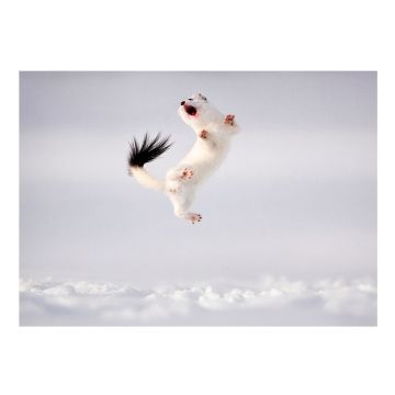 The pack’s front cover is of a white-coloured stoat leaping above the snow and arching its body towards its black-fur-tipped tail.