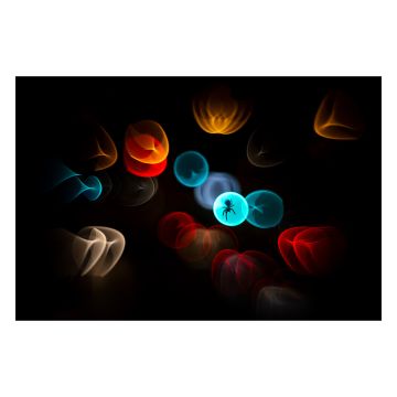 Caught in the Headlights Print is black with red, blue and orange blurred bubbles. Inside a blue one is an orb weaver spider. Image credit: © Simone Baumeister.