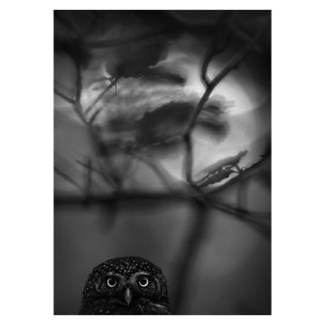 Small but Mighty Print is a black-and-white photo with the head of a Eurasian pygmy owl in the bottom left corner. Image credit: © Luca Lorenz.