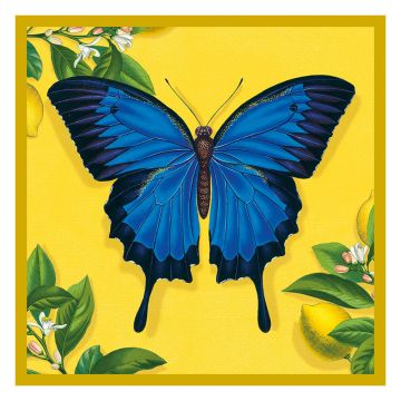 Ulysses Butterfly Illustrated Greetings Card