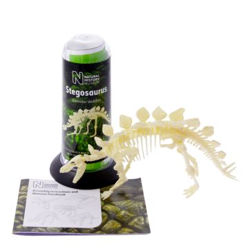 Assembled Stegosaurus Skeleton 3D Puzzle with packaging and assembly instructions