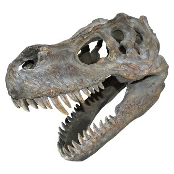 T. rex Large Replica Skull shown side on facing left, with its mouth open.