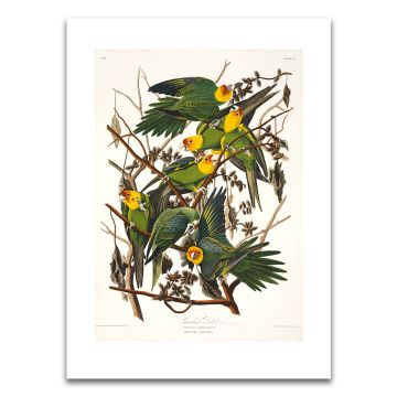 Carolina Parrot Audubon Unframed Print