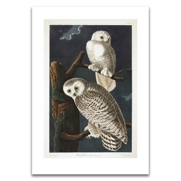 Snowy Owl Audubon Unframed Print