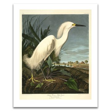 American Snowy Heron Audubon Unframed Print